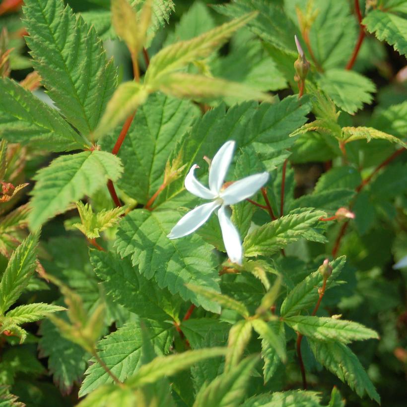 Porteranthus trifoliatus 