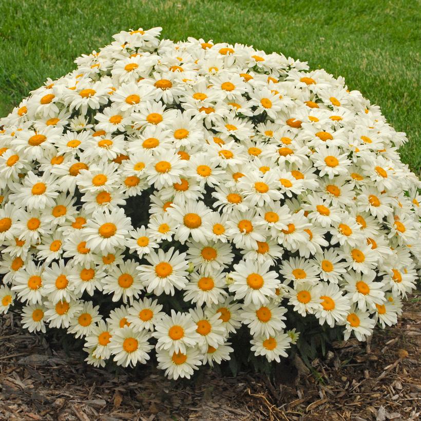 Leucanthemum superbum 'Whoops-a-Daisy'