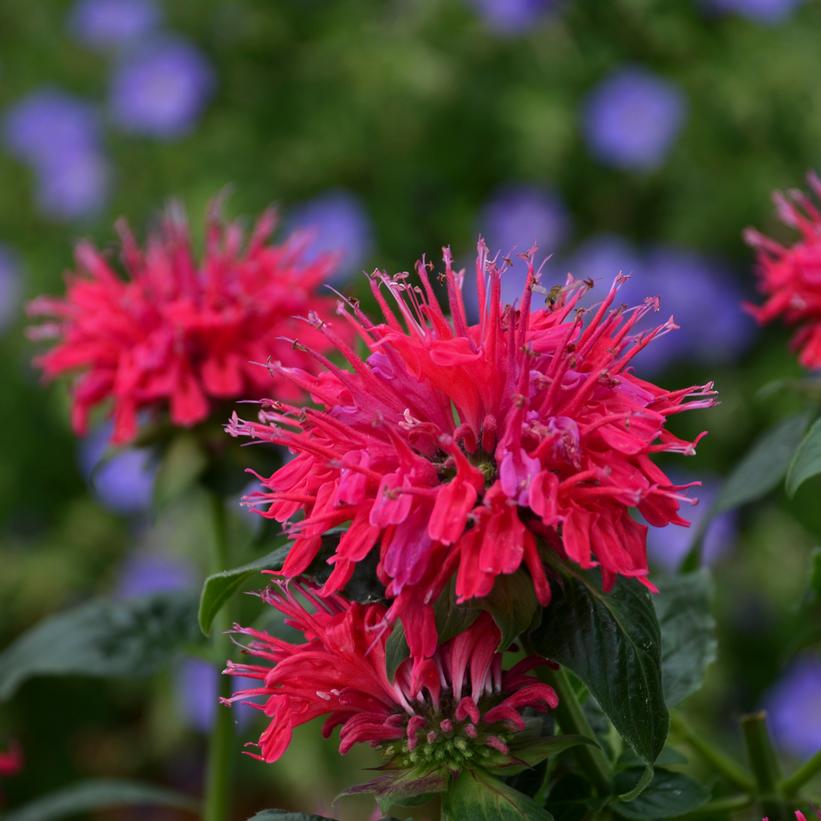 Monarda Sugar Buzz™ Cherry Pops