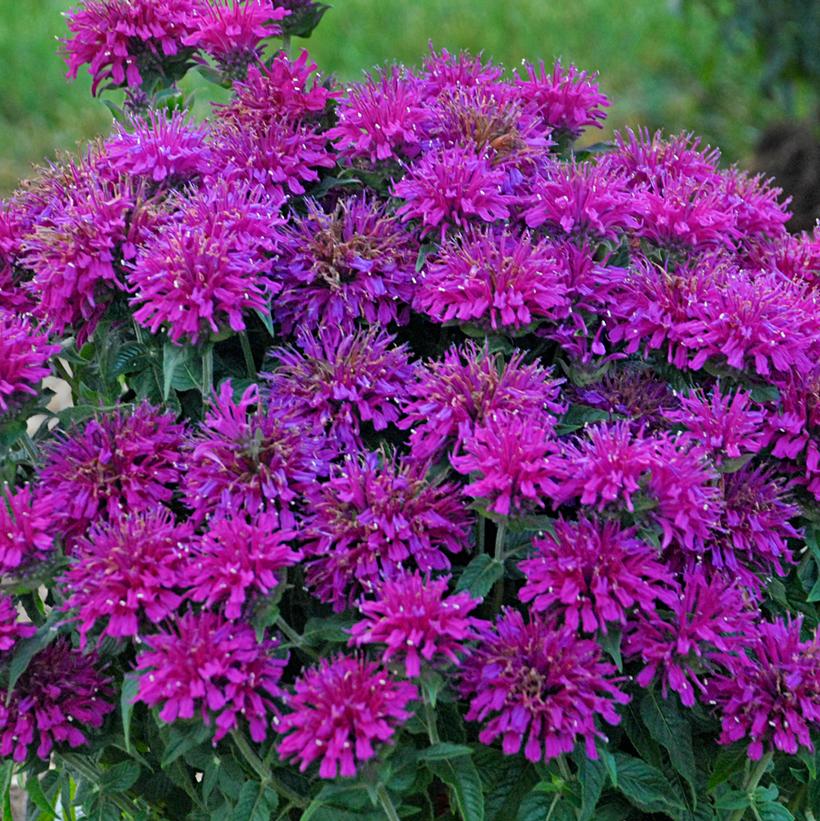 Monarda Sugar Buzz™ Grape Gumball