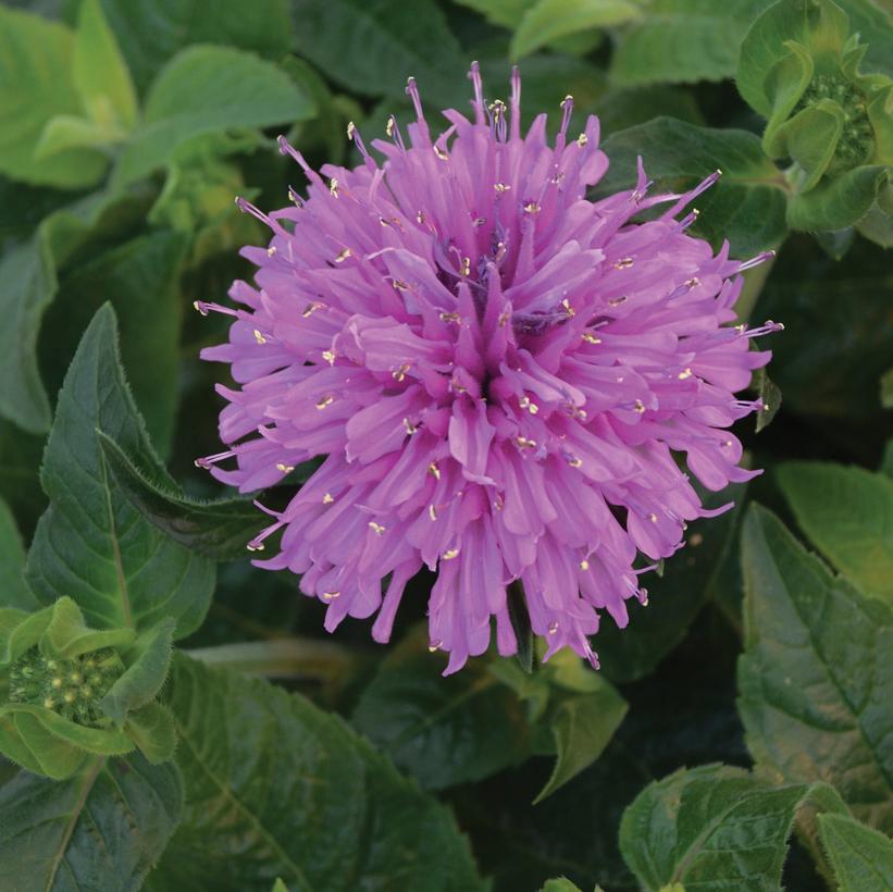 Monarda Sugar Buzz™ Lilac Lollipop