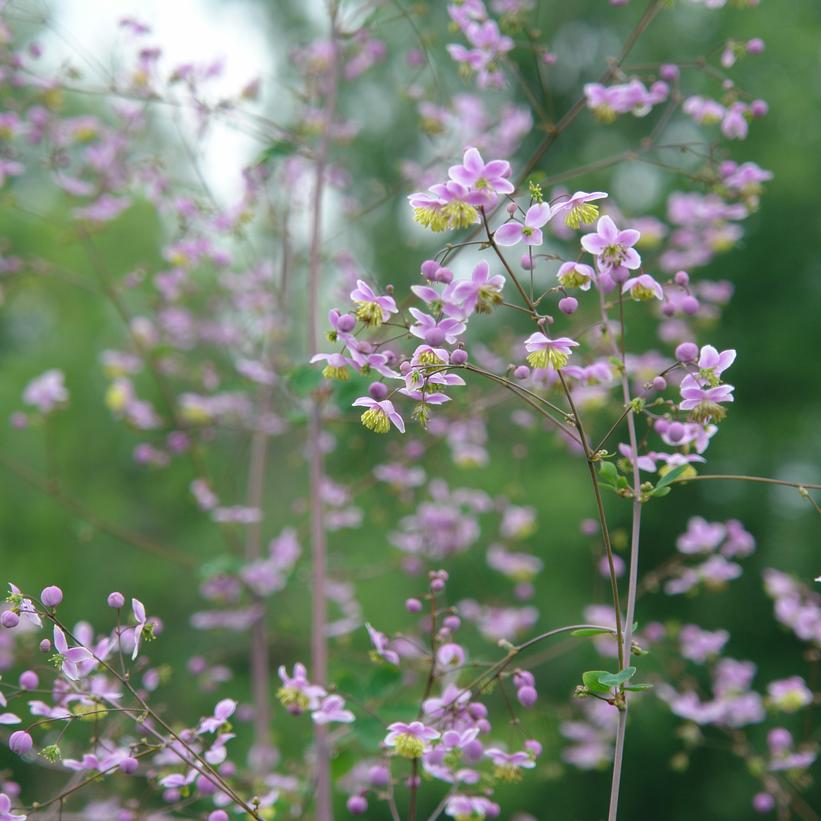 Thalictrum rochebrunianum 