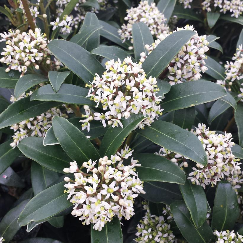 Skimmia japonica 