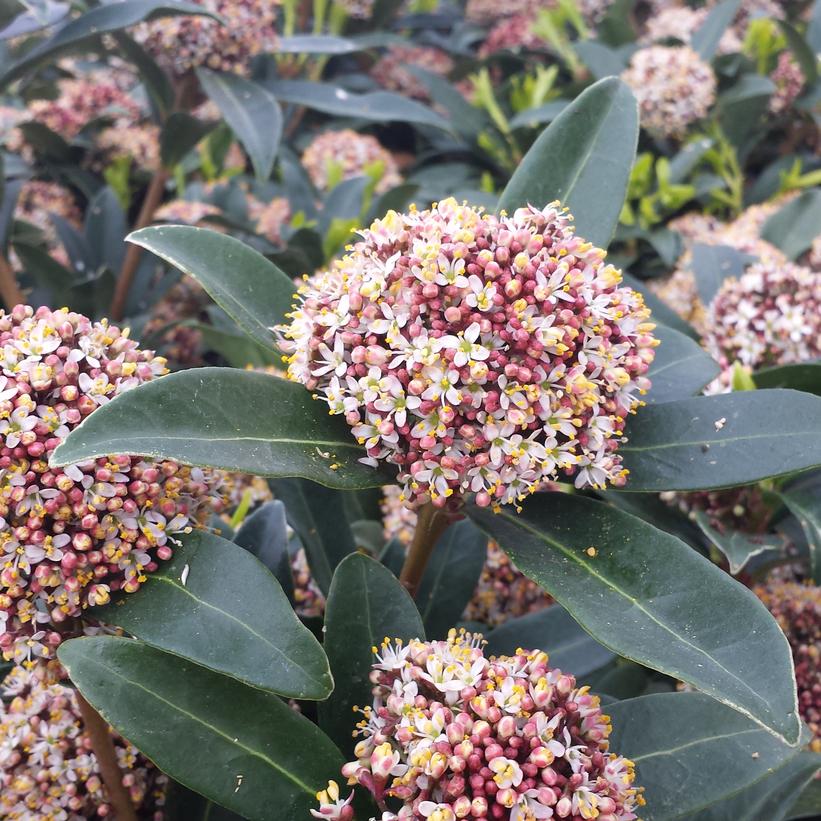 Skimmia japonica 