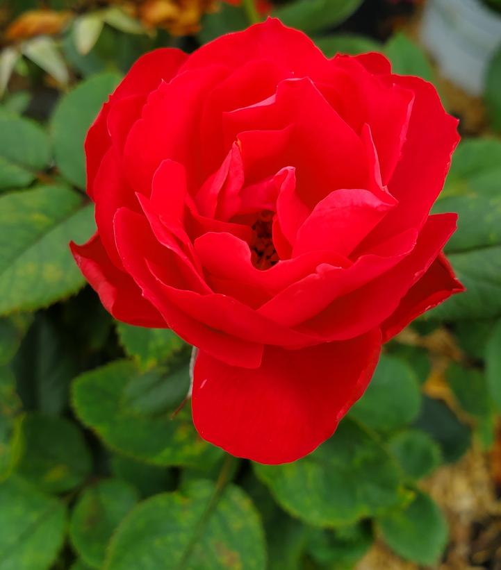 Rosa x Oso Easy Double Red®