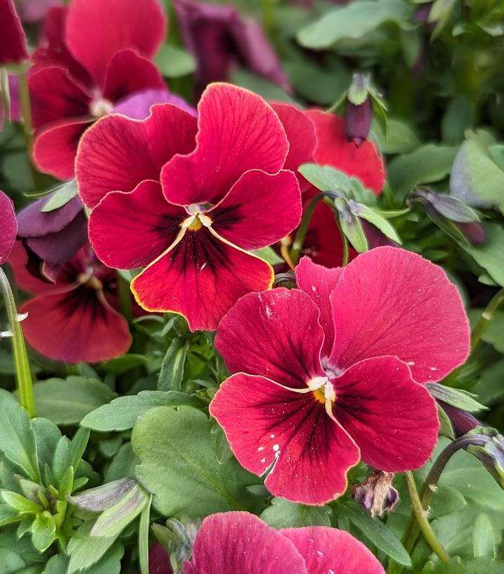 Viola Penny™ Penny™ Red Blotch