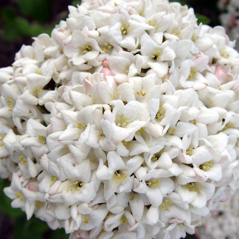 Viburnum x burkwoodii