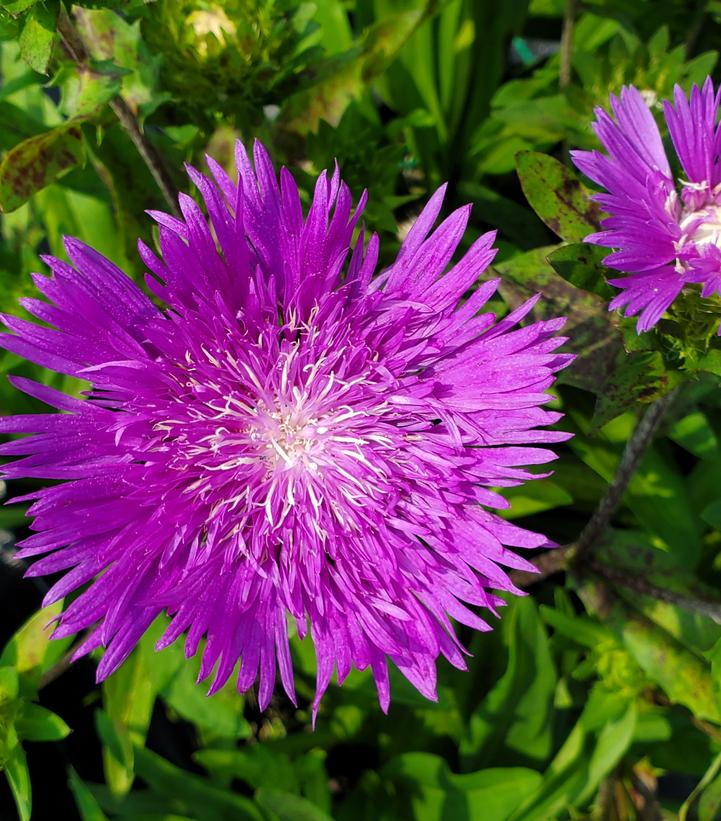 Stokesia 'Honeysong Purple'