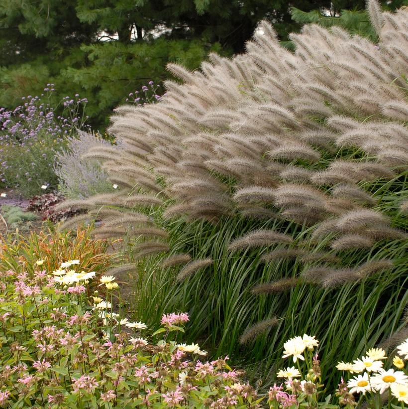 Pennisetum alopecuroides Red Head