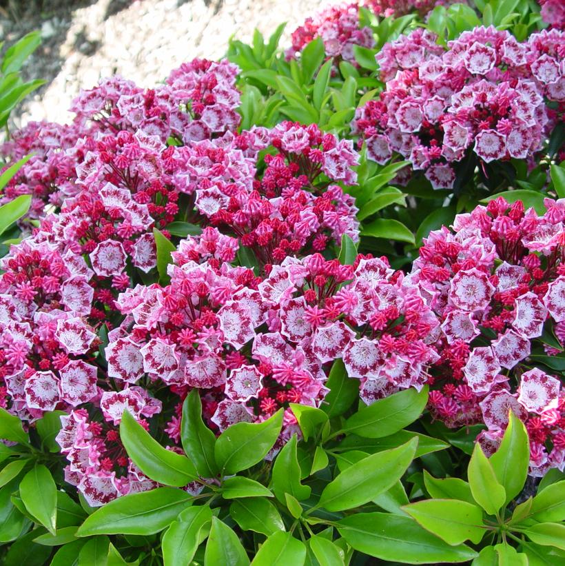 Kalmia lat. Yankee Doodle