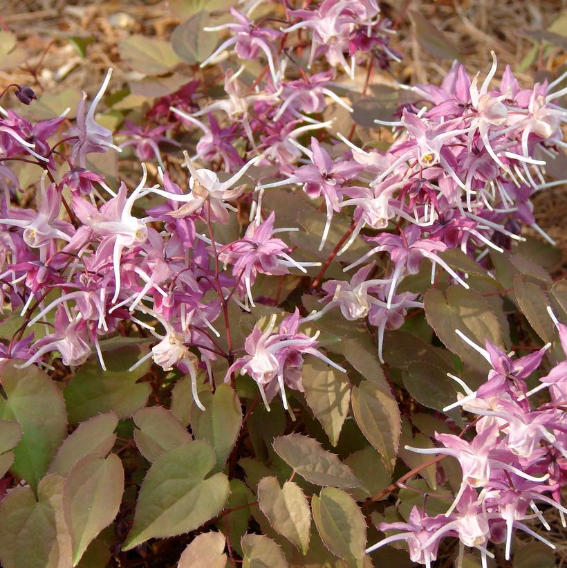 Epimedium Purple Pixie