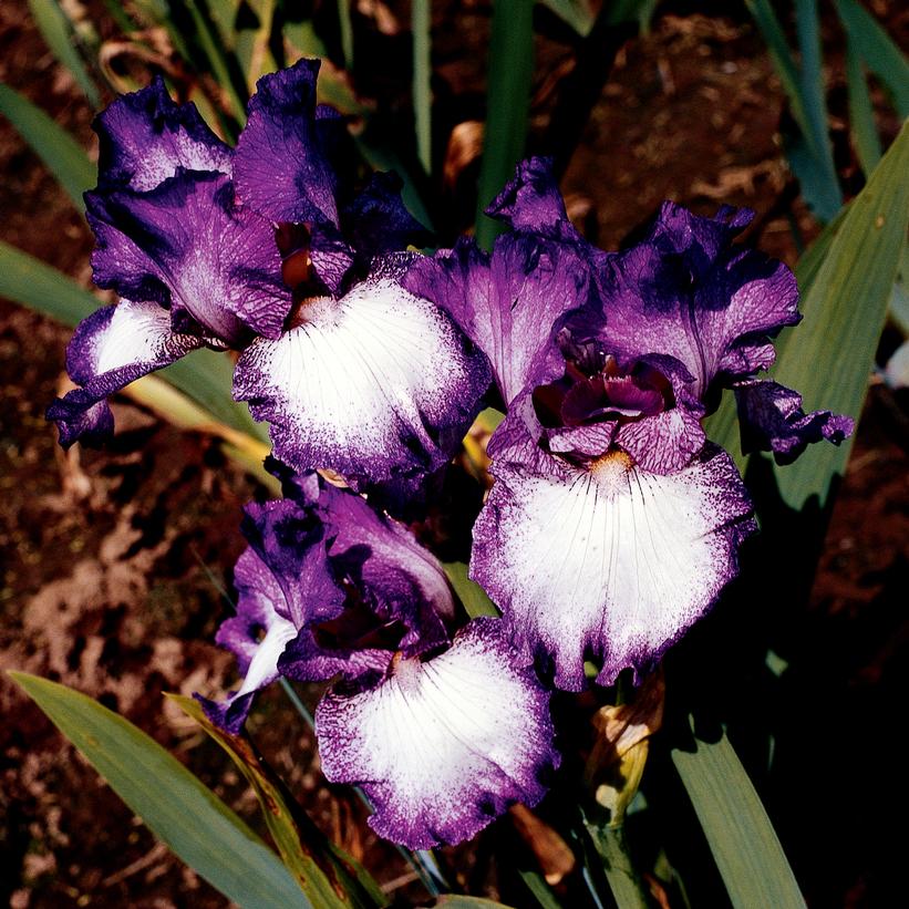 Iris germanica Mariposa Autumn