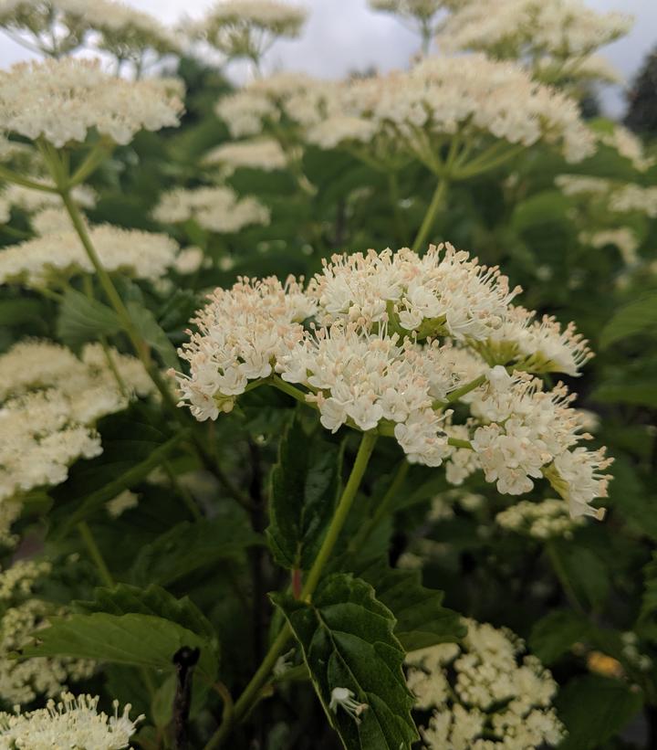 Viburnum dentatum Autumn Jazz™