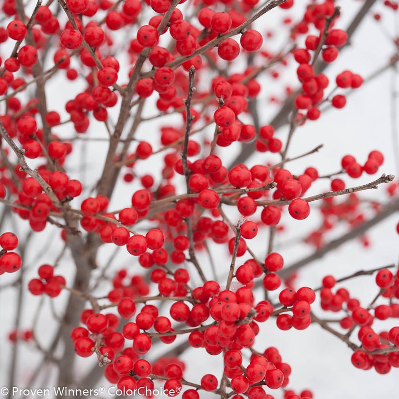 Ilex verticillata Berry Poppins®