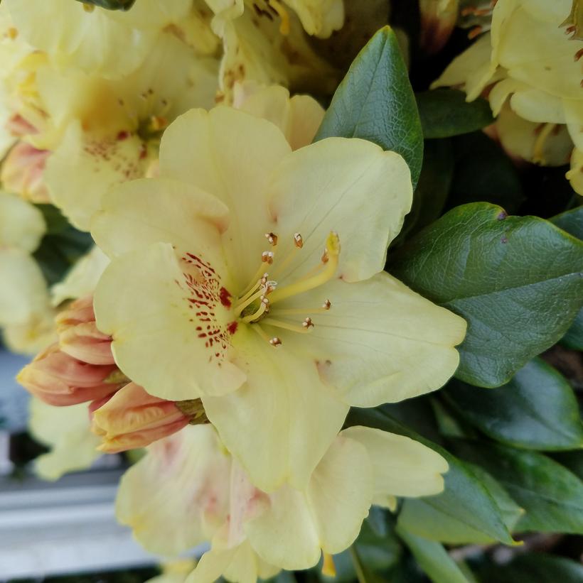 Rhododendron yak. Miyama Miyama 'Gold Prinz'