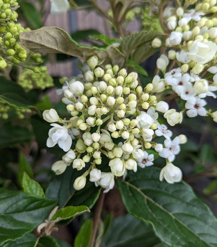 Viburnum x 'Nantucket'