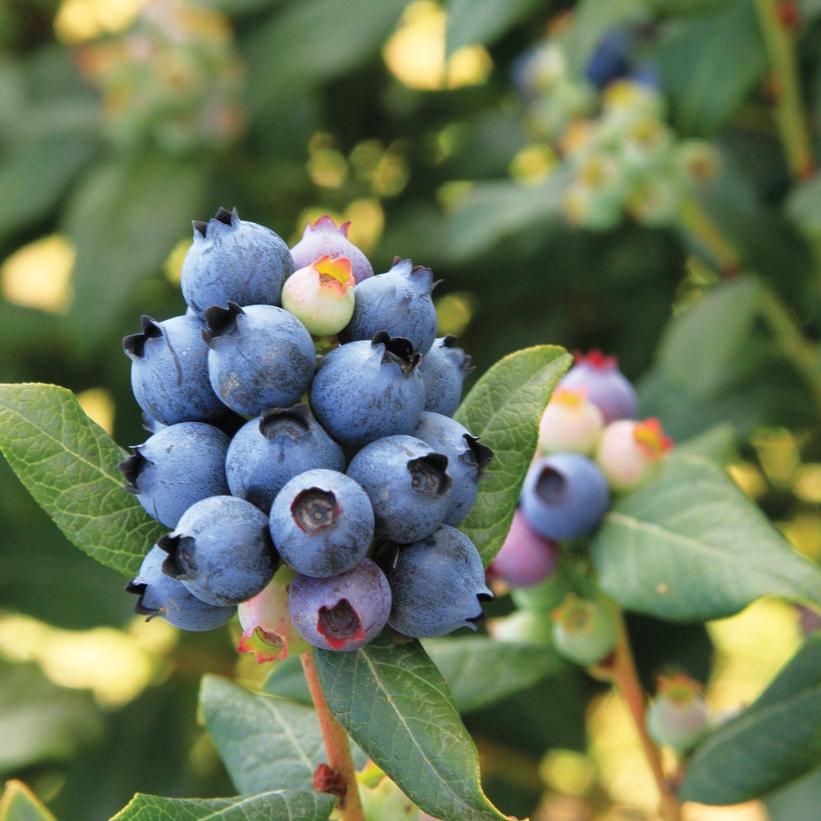 Vaccinium x Bushel and Berry™ Perpetua®