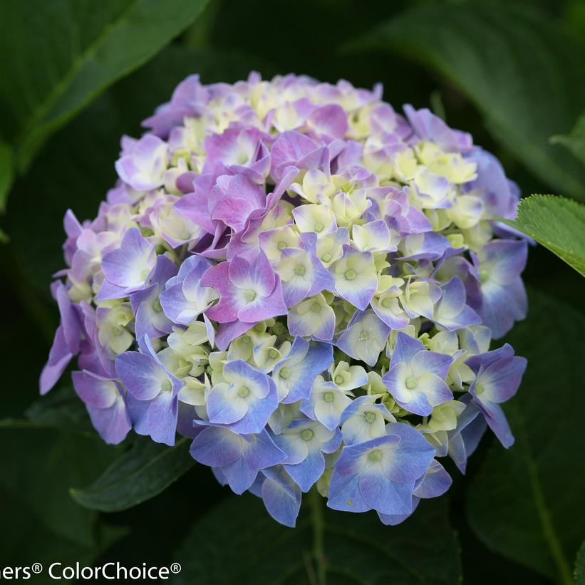 Hydrangea mac. Let's Dance® Let's Dance® Blue Jangles®