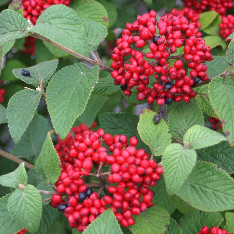 Viburnum Red Balloon™