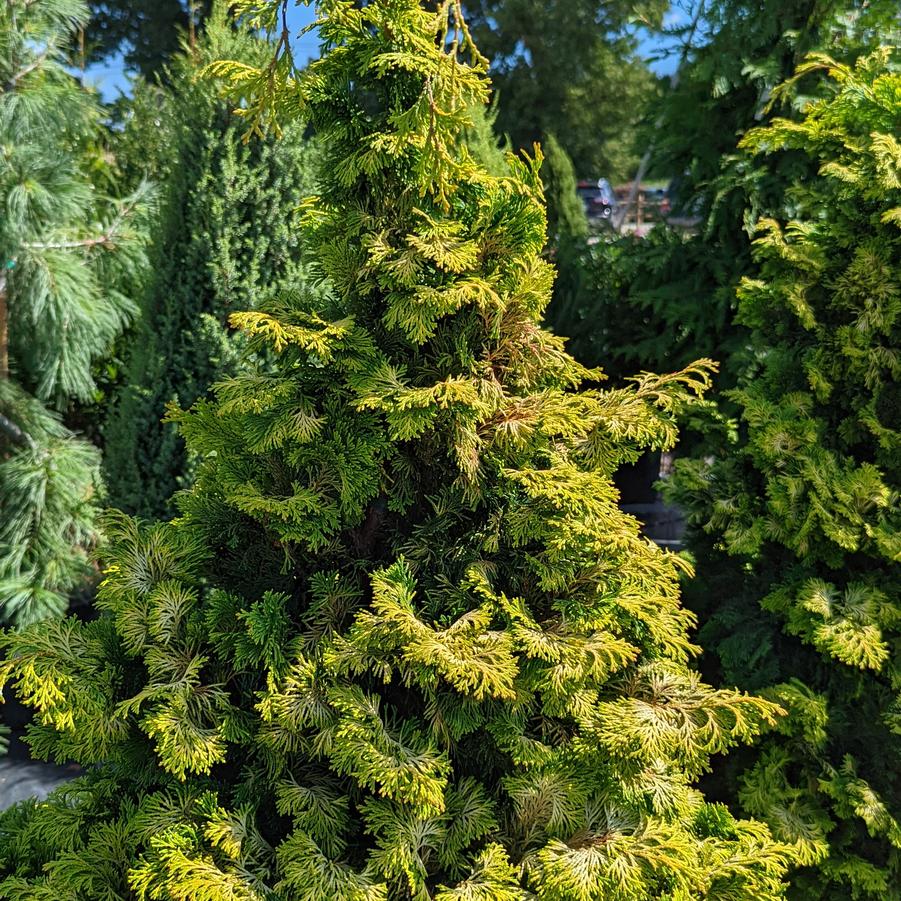 Chamaecyparis obtusa 'Aurea'