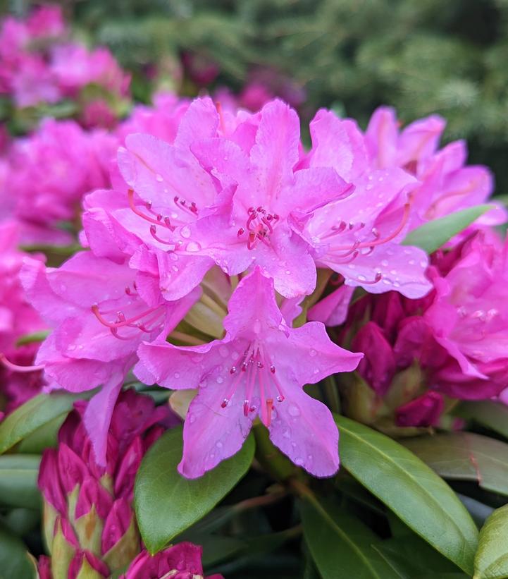 Rhododendron cat. 'Roseum Pink'