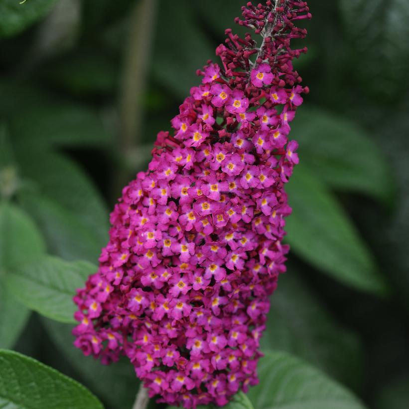 Buddleia hybrid CranRazz™