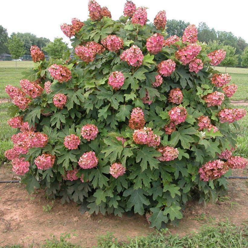 Hydrangea quercifolia 'Munchkin'