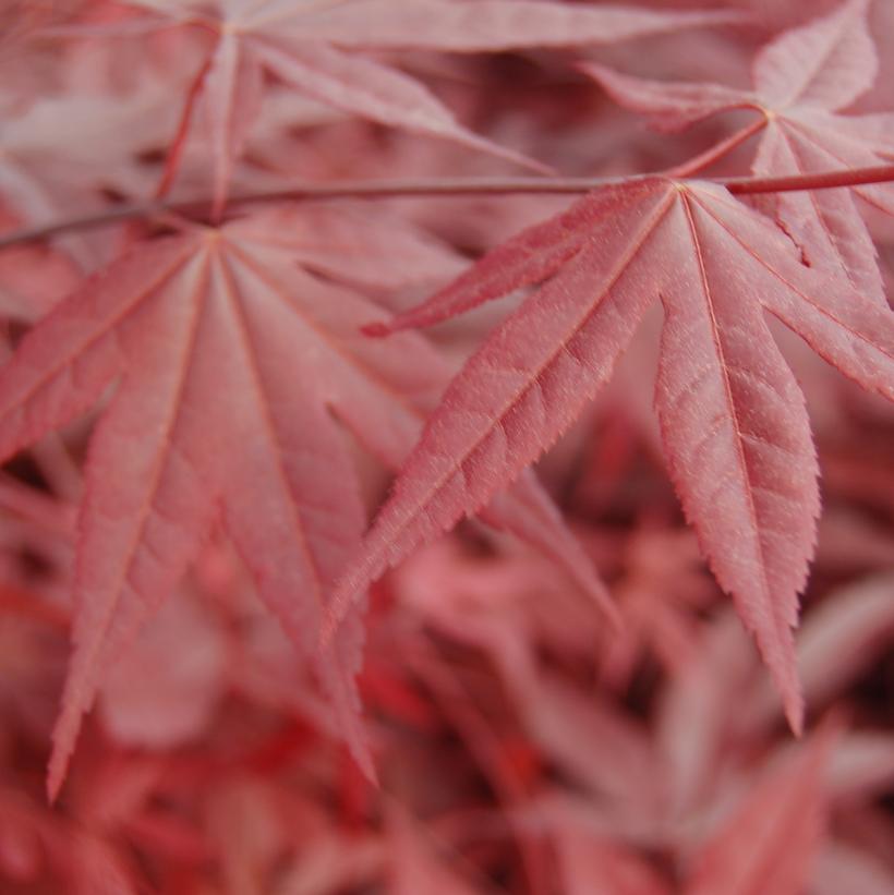 Acer palmatum Emperor I®