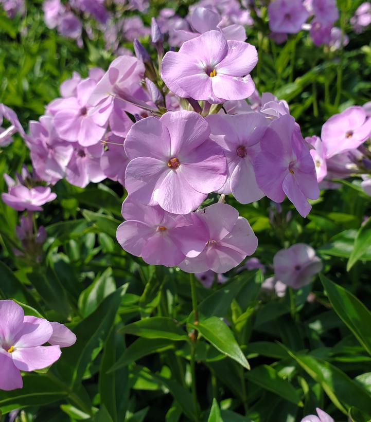 Phlox hybrid Opening Act Blush