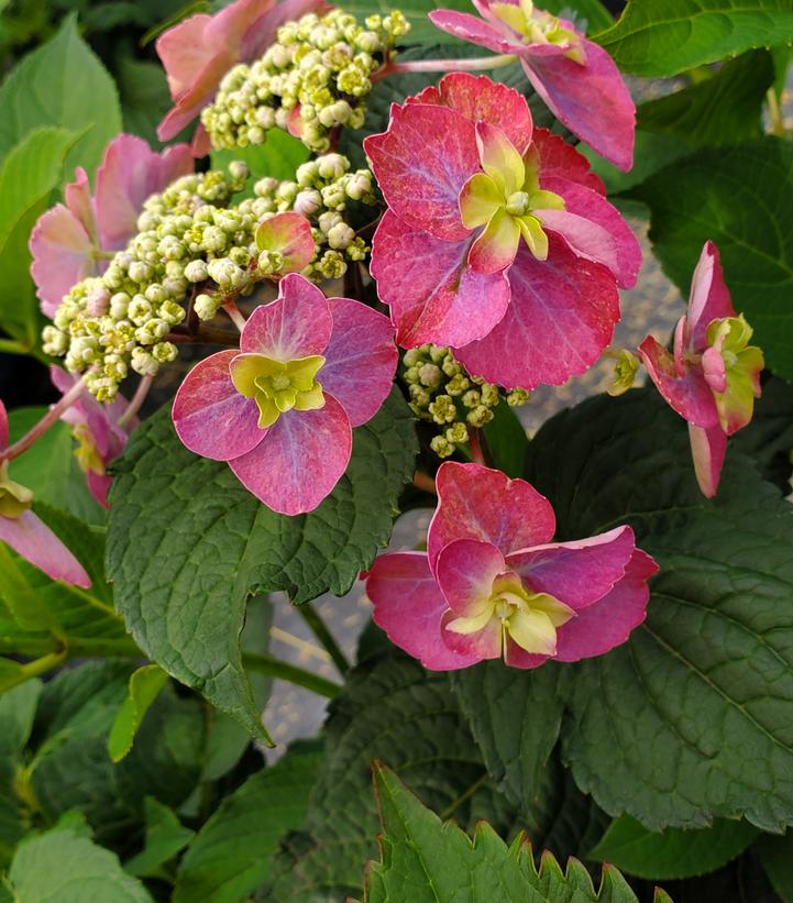 Hydrangea serrata Tuff Stuff™ Red