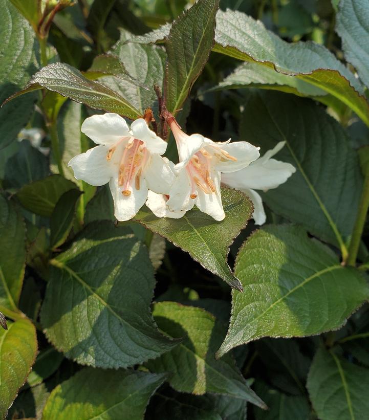 Weigela x Tuxedo™