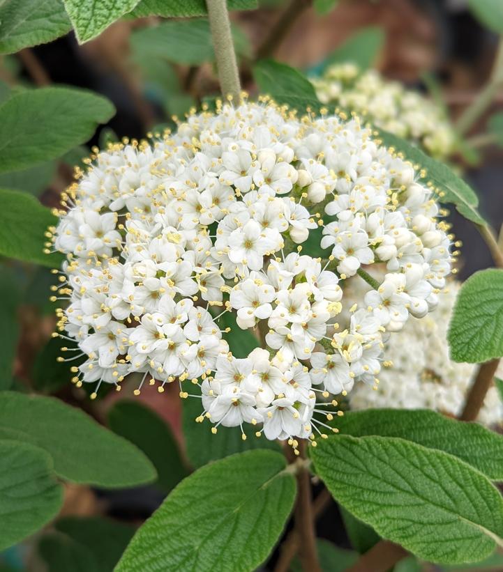 Viburnum x hytidophylloides Allegany