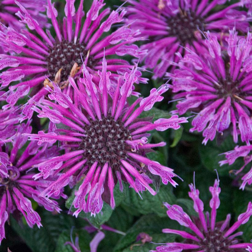 Monarda hybrid Leading Lady Plum