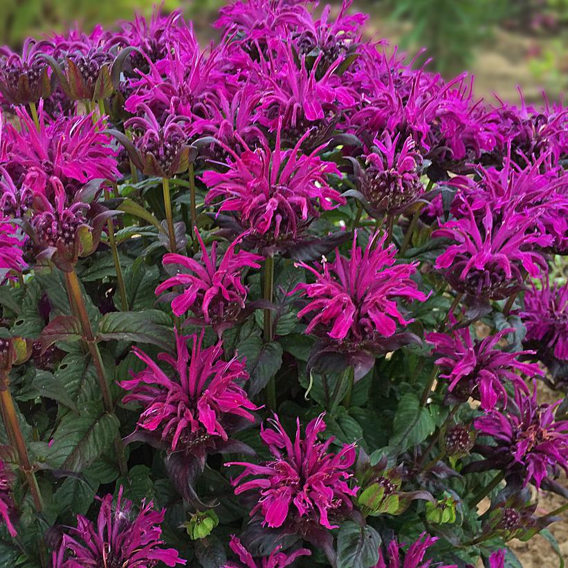 Monarda Sugar Buzz™ Rockin' Raspberry