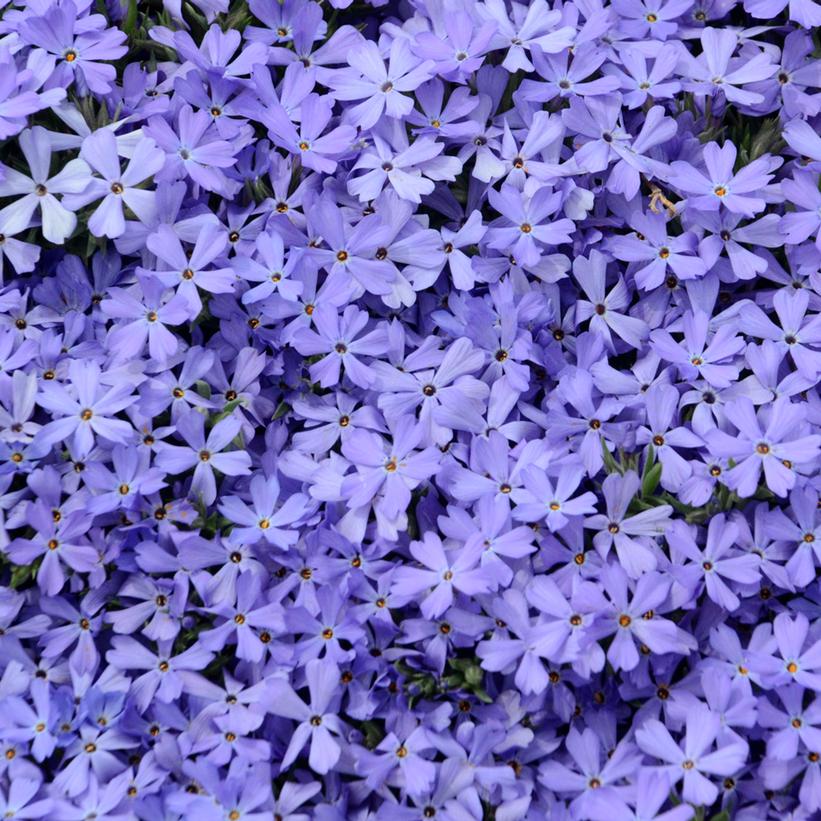 Phlox x 'Violet Pinwheels'