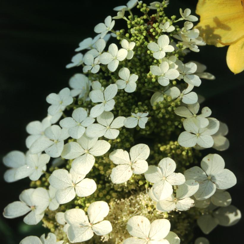 Hydrangea quercifolia Pee Wee