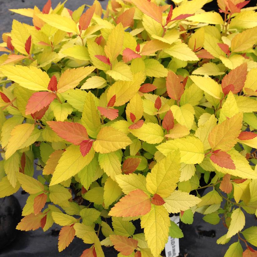 Spiraea jap. Double Play® Candy Corn®