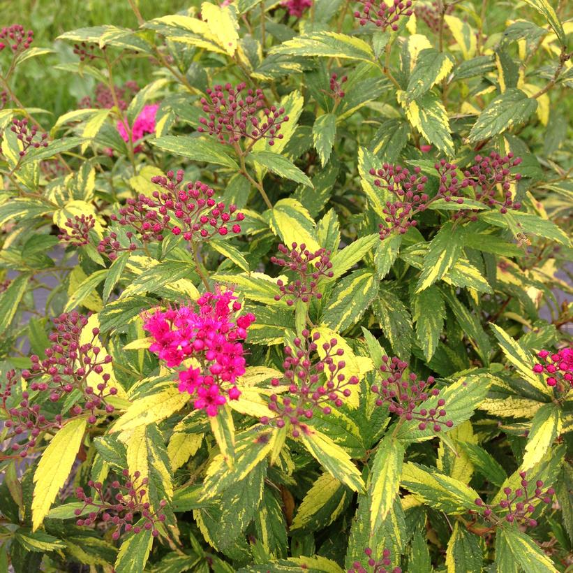 Spiraea jap. Double Play® Double Play® Painted Lady™