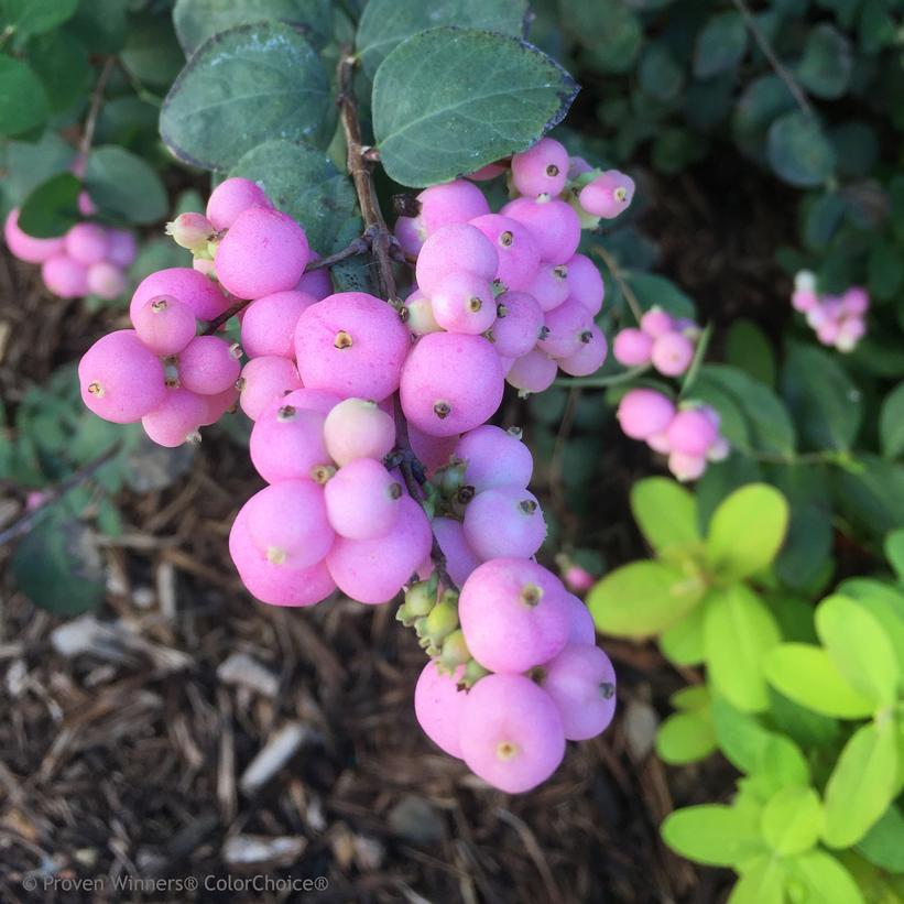Symphoricarpos x Proud Berry®