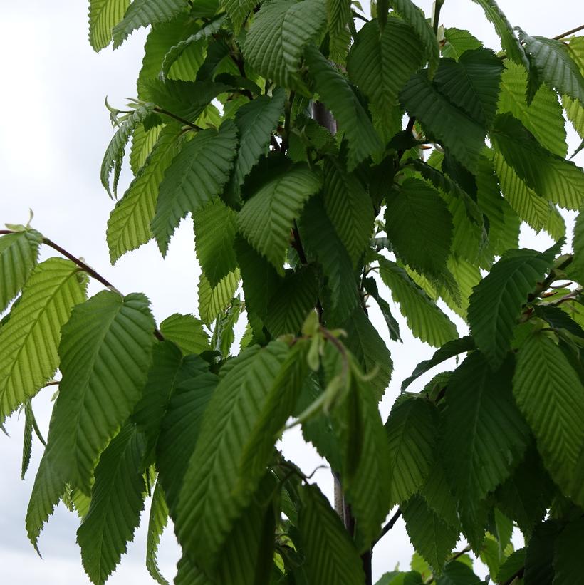 Carpinus betulus 'Frans Fontaine'