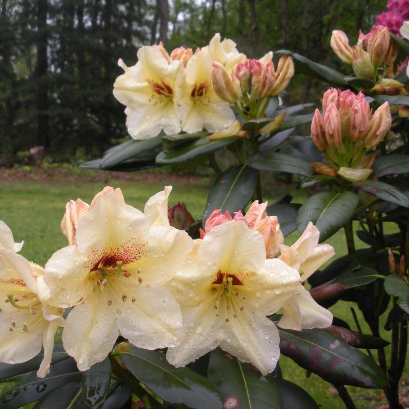 Rhododendron 'Holden's Solar Flair'