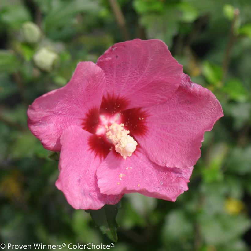 Hibiscus syriacus Lil' Kim® Lil' Kim® Red