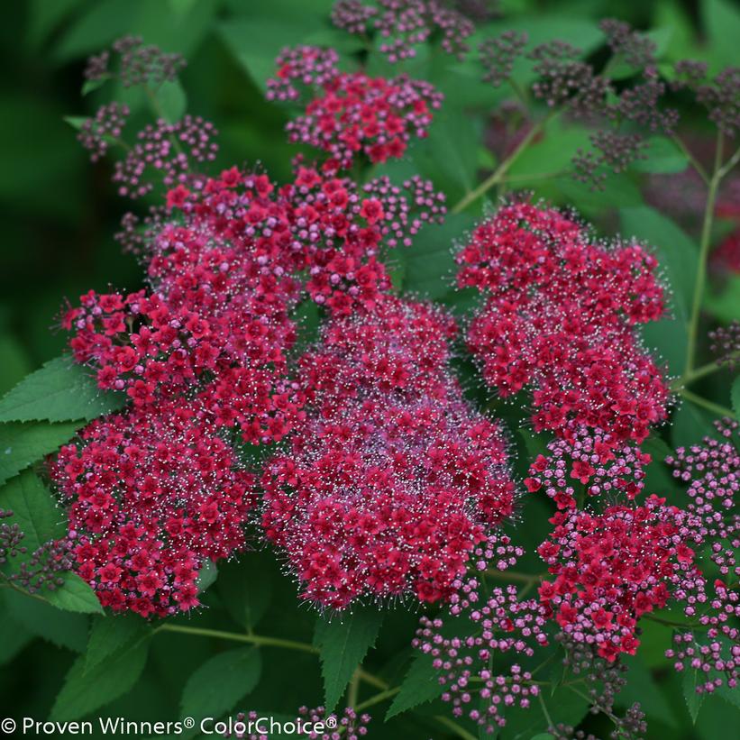 Spiraea jap. Double Play® Double Play® Red