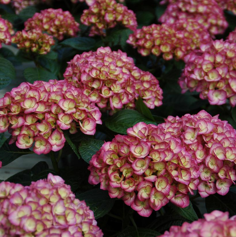 Hydrangea mac. 'Firefly'