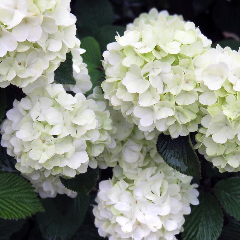 Viburnum plicatum Opening Day™