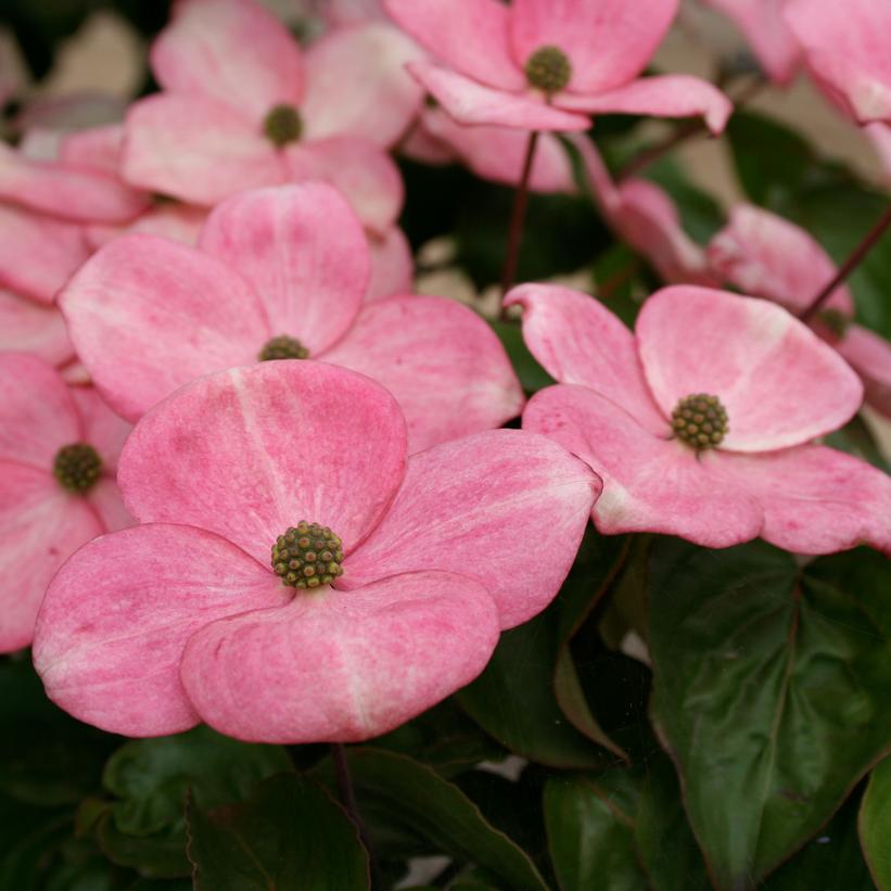 Cornus kousa Heart Throb®