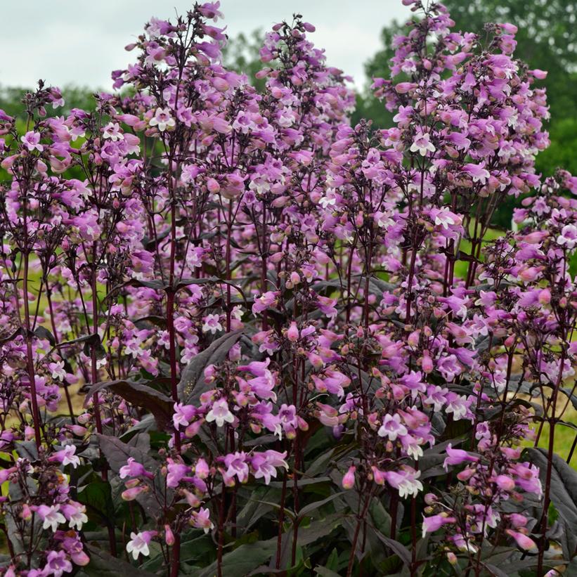 Penstemon hybrid Midnight Masquerade