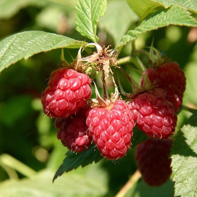 Rubus idaeus 'Meeker'