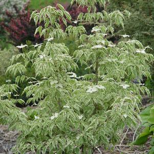 Cornus kousa Wolf Eyes