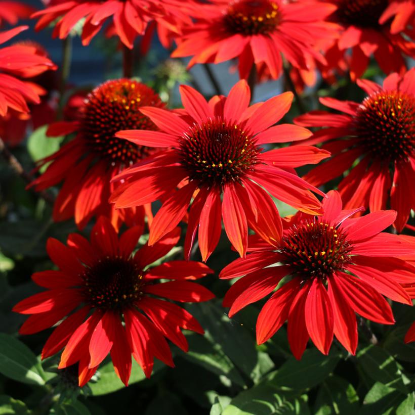 Echinacea Sombrero® Sangrita